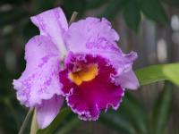 Cattleya Orchidee - Sitio Litre Garten Puerto de la Cruz